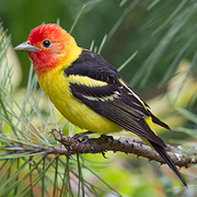 Bird of the week image